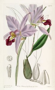 Laelia anceps